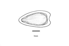   Embryo:   Simsia amplexicaulis ; Illustration by K. Parker, Kirkbride et al. (2006)
